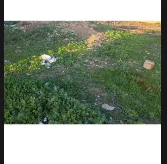 زمین باغ سرحد سادات امام زاده علی