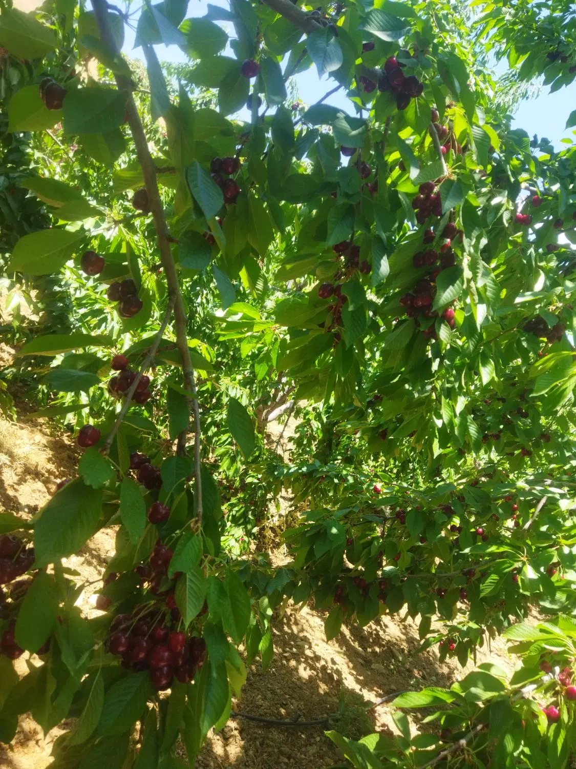 باغ کیلانه