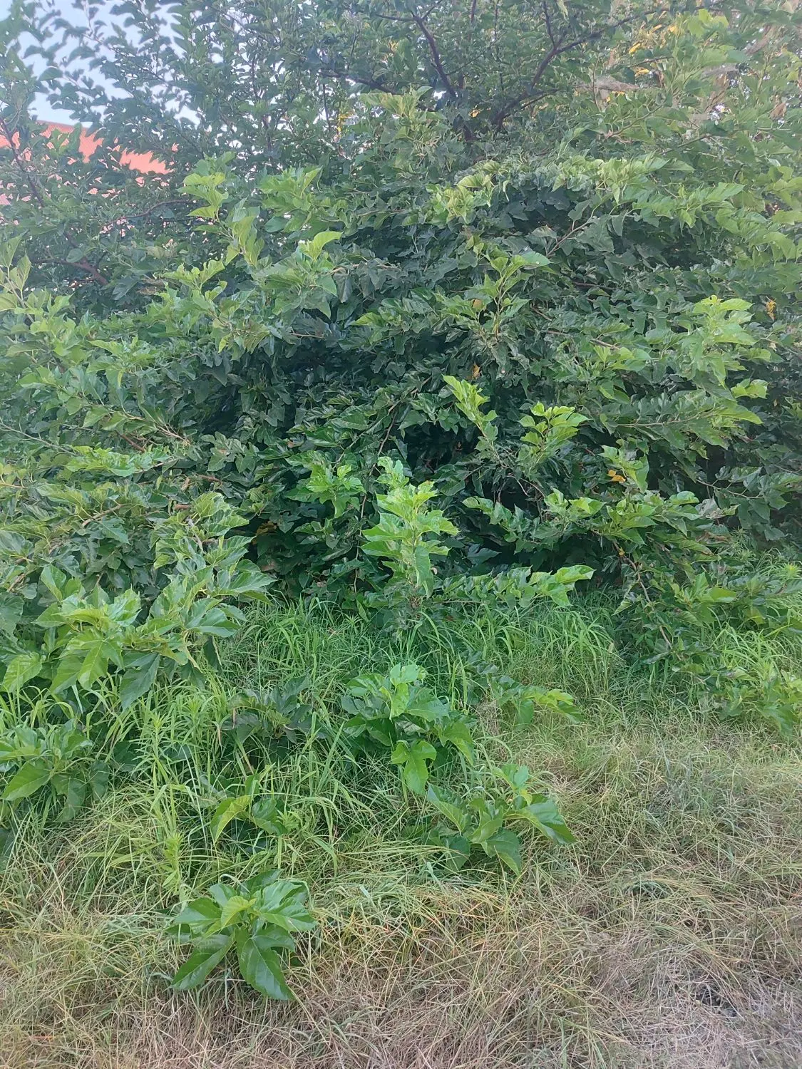 یه قطعه زمین مسکونی