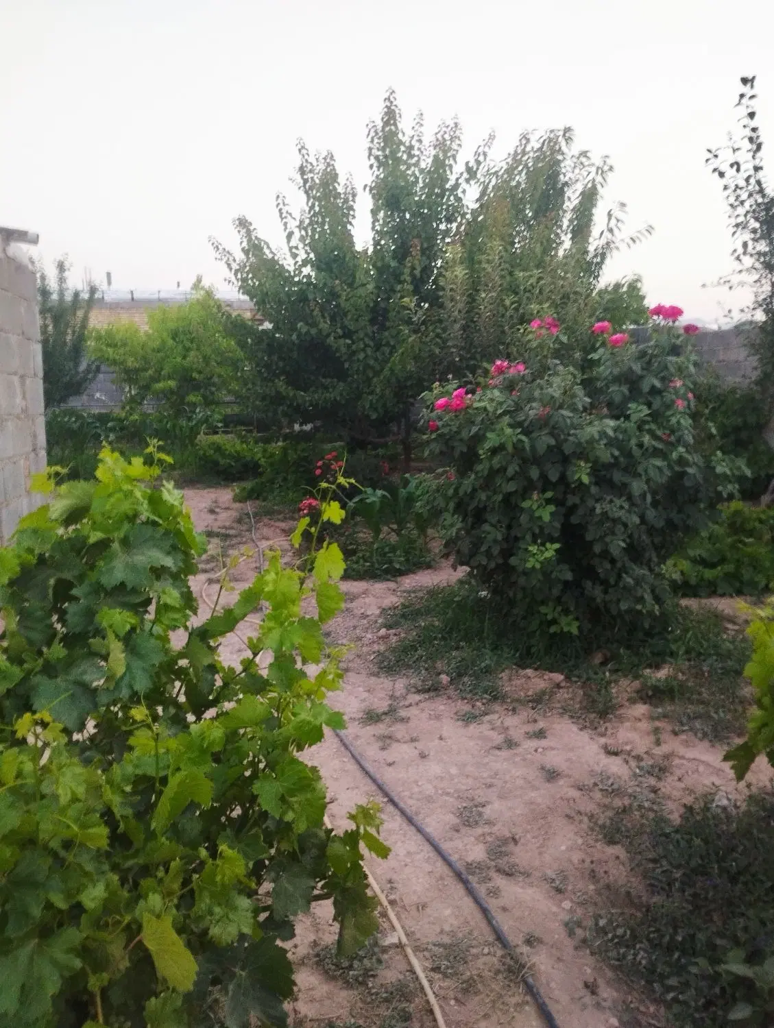 باغچه باغ