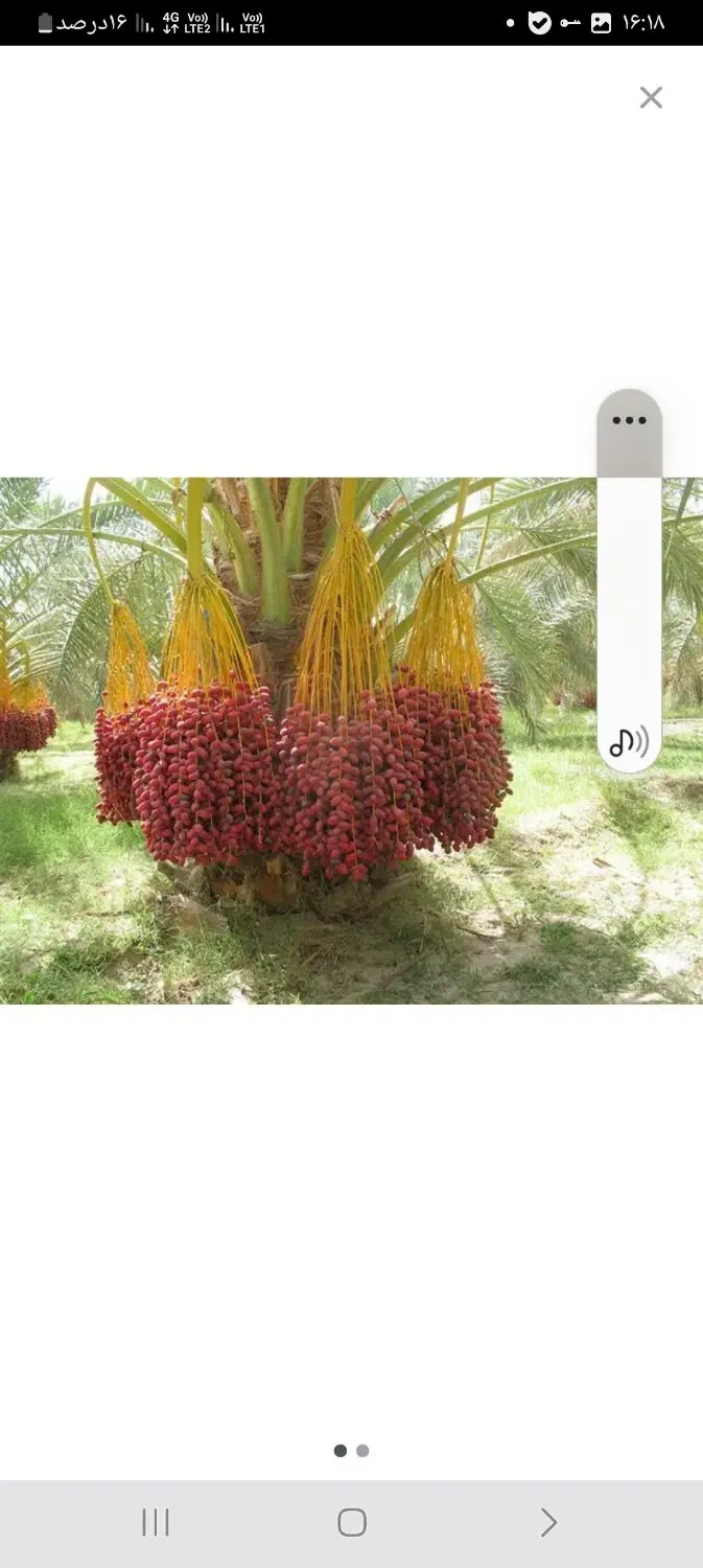 اجاره ۱۸۰درخت خرما