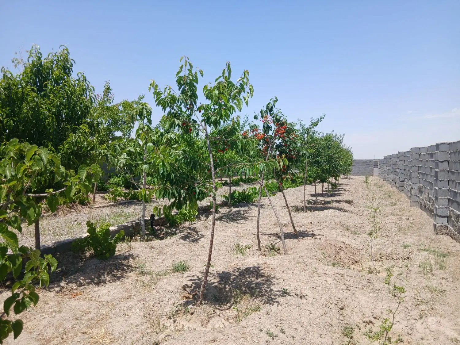 باغ سند دار شاندیز گراخک سر دونبش منطقه عاالی