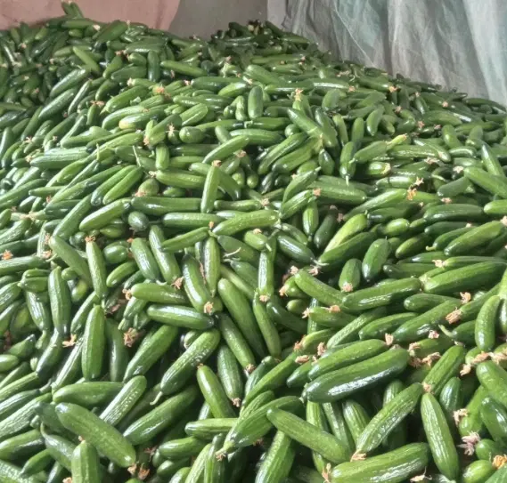 اجاره گلخانه