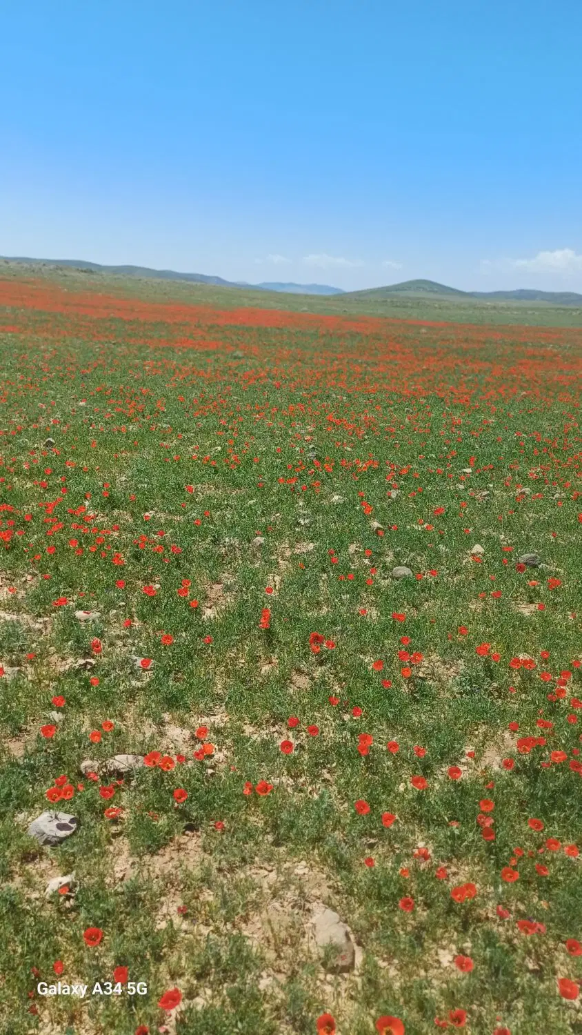 ملک دونبش در ابارش