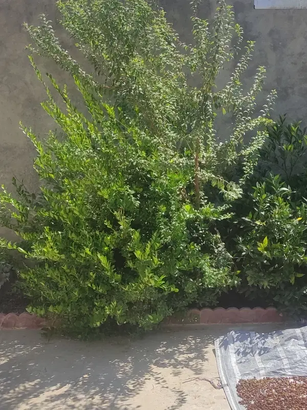 فروش زمین فاز2