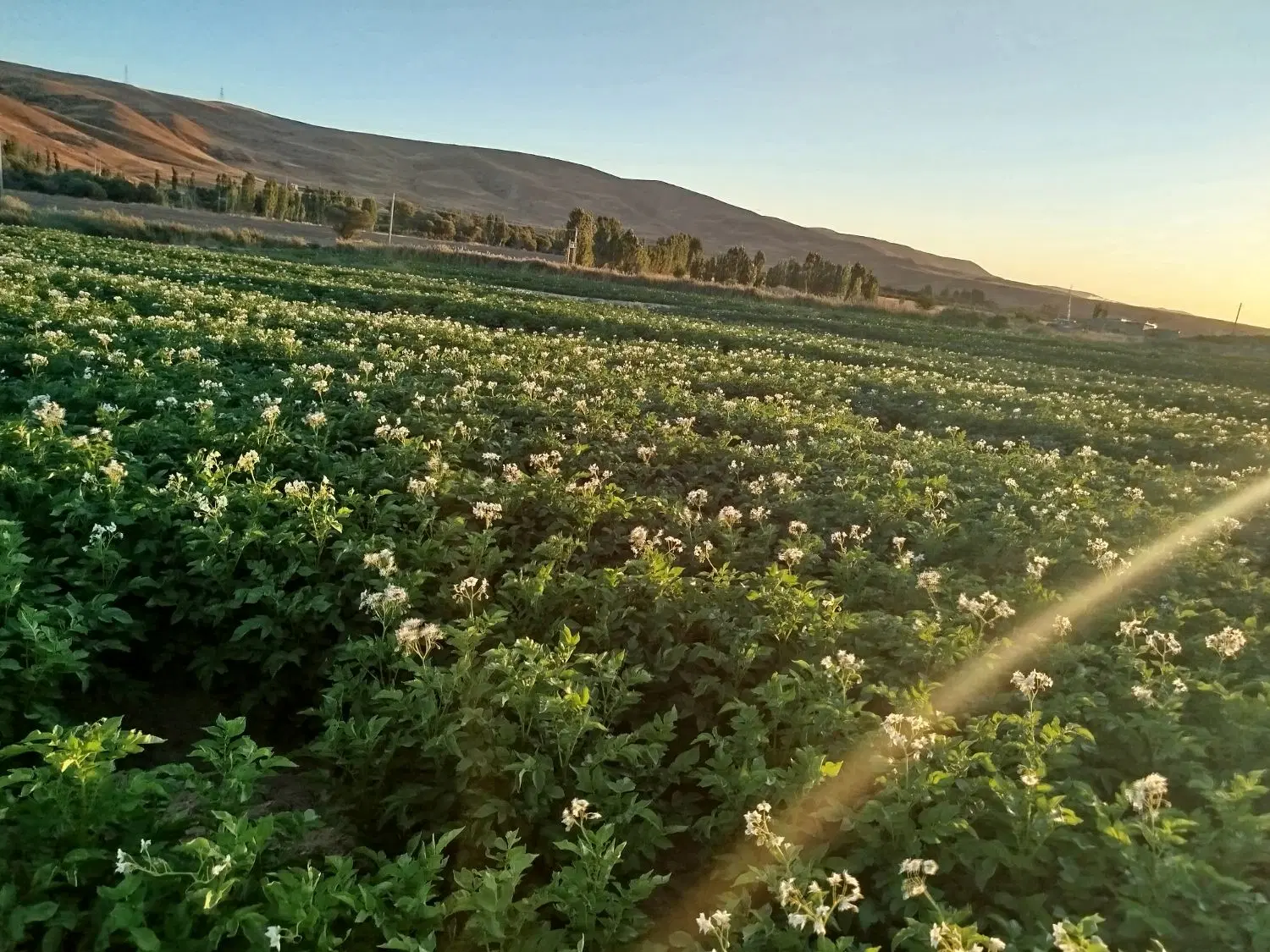 زمین اجاره برای کاشت سیر