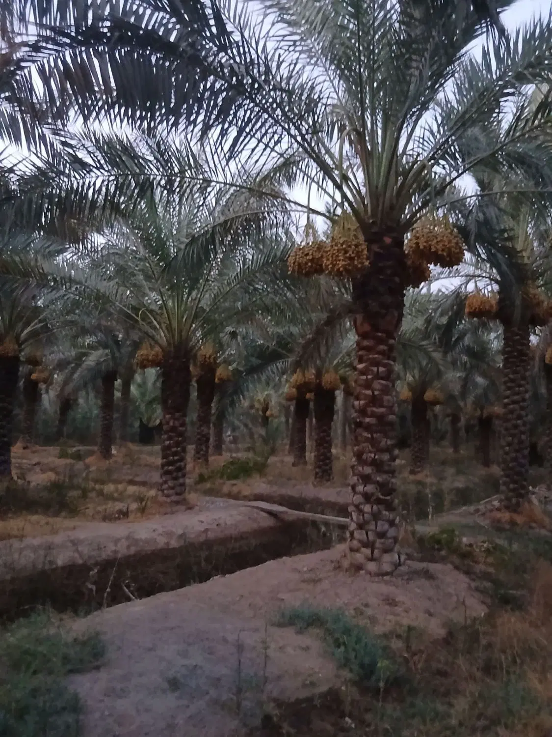 فروش زمین نخلستان