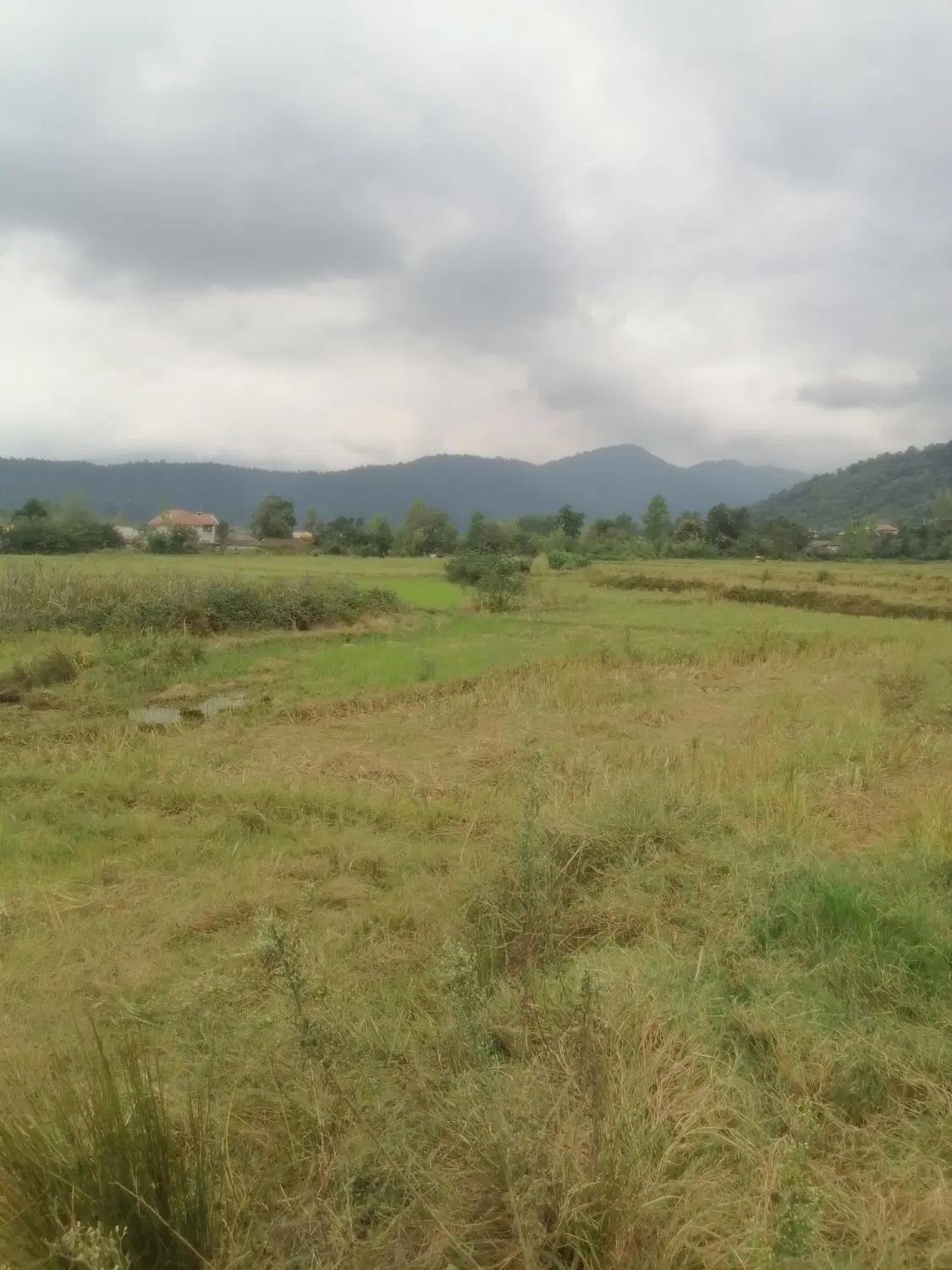 شالیزار سنتی در روستای ملسکام