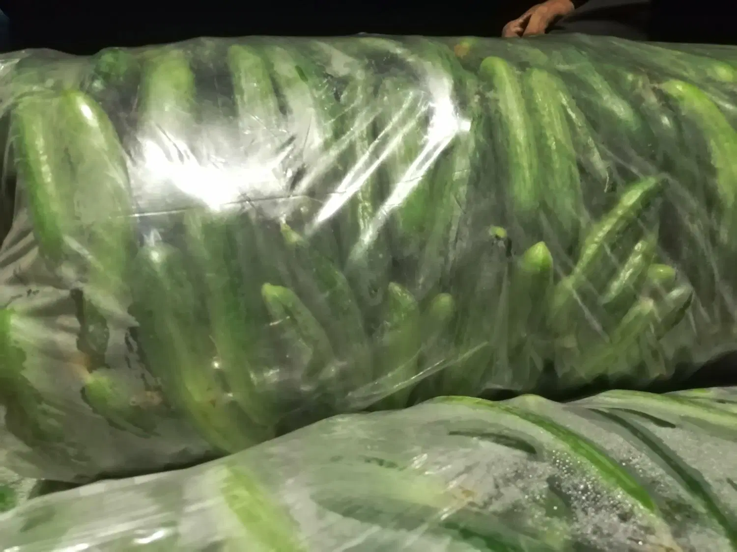اجاره گلخانه