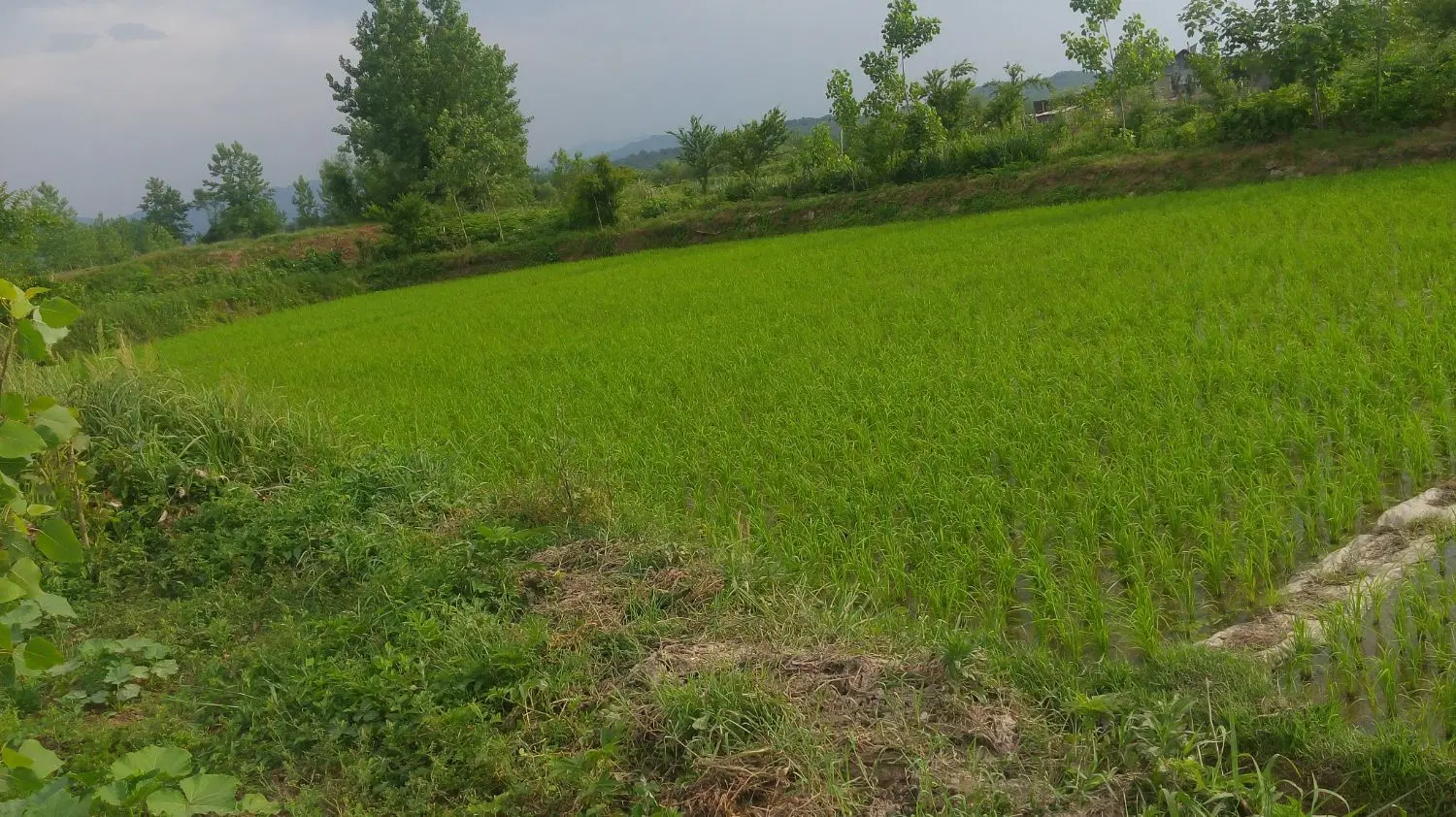 زمین شالیزار ۲۰۵۰ متر