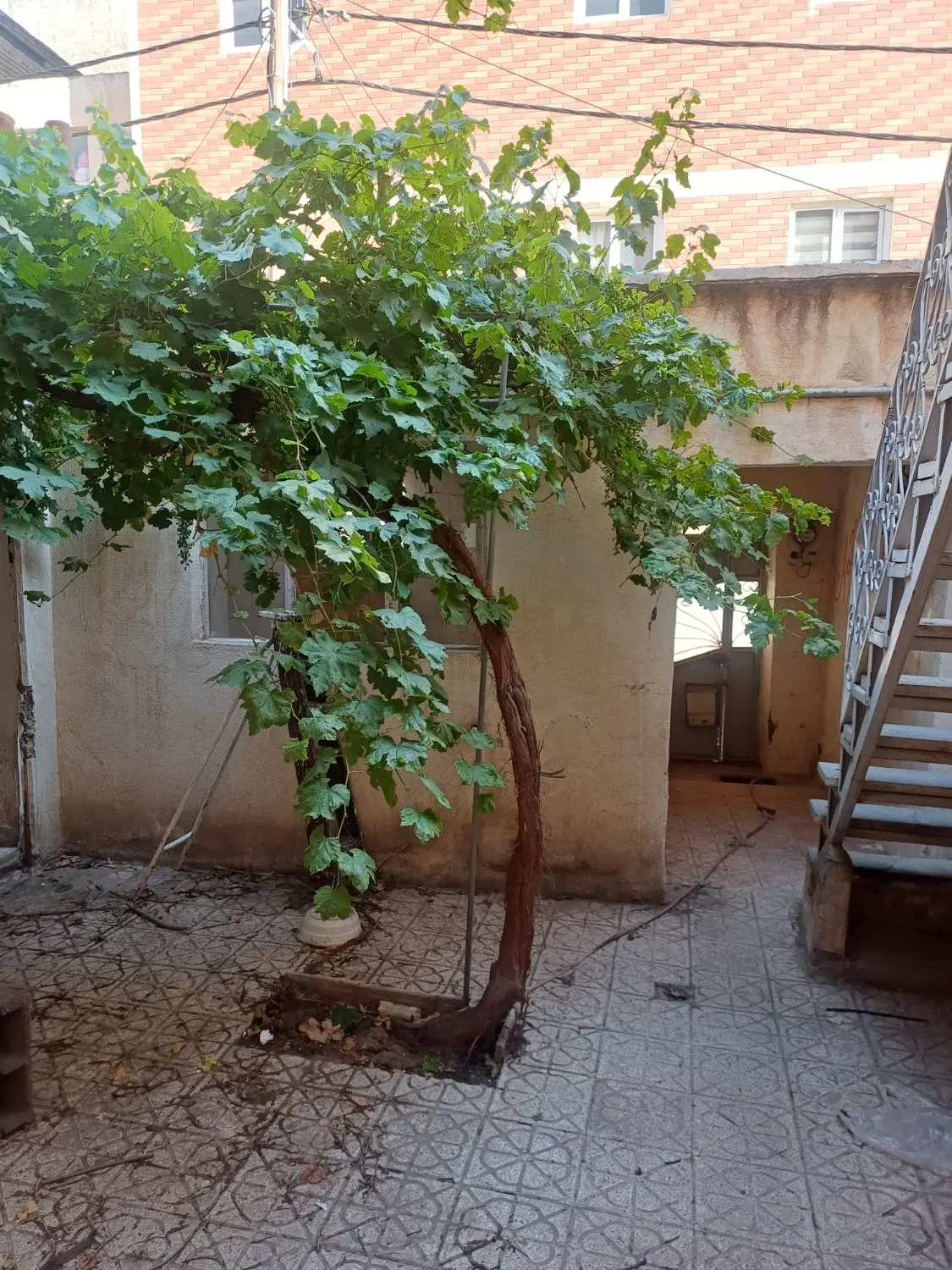 حیاط در شمس تبریزی گرو