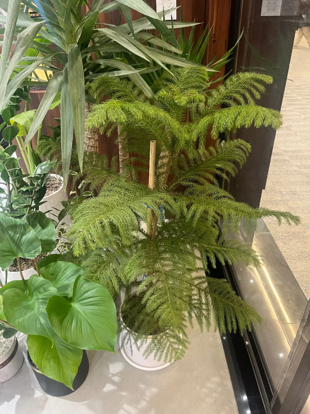 کنج کوه،مزرعه بید سوخته