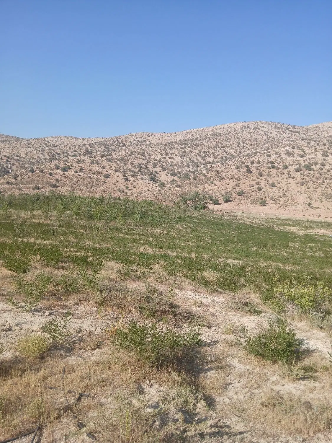 فروش زمین درگرگو بلهزار