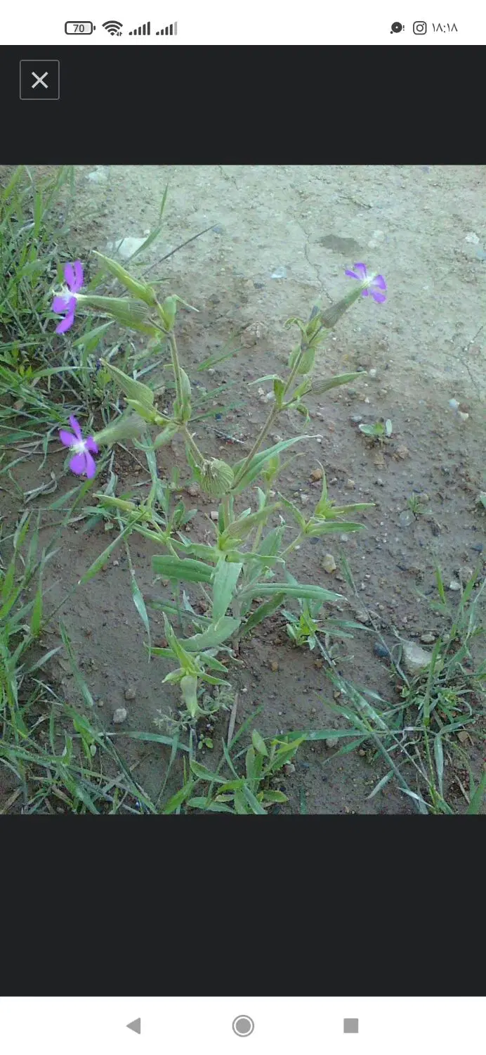 برای چیدن نخود