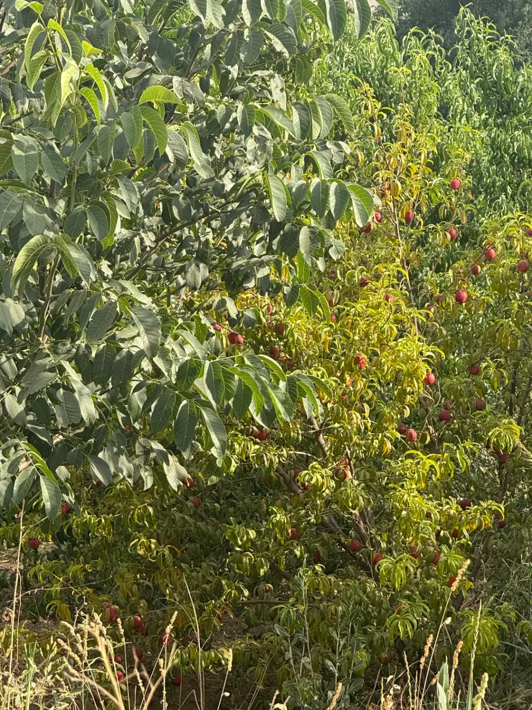 معاوضه ۲ جیریب و نیم باغ میوا با باغ های فرهنگ