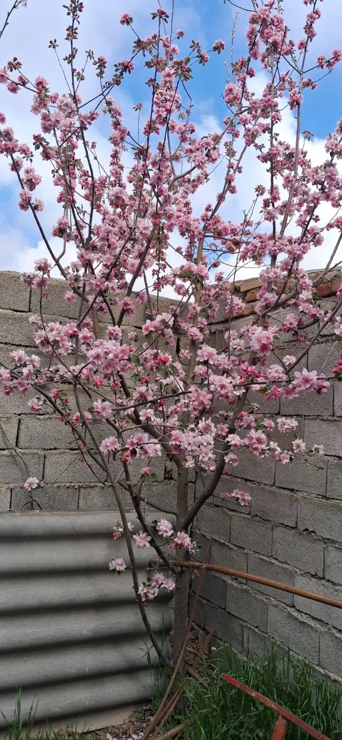 دوقطعه زمین مسکونی ۲۱۰متری روستای  قشلاقچایی نمین
