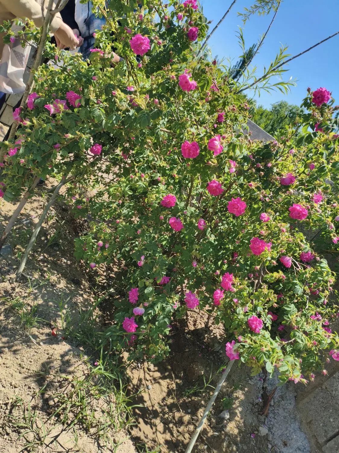 باغ انگور