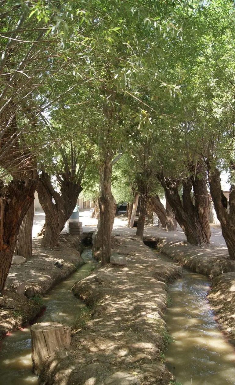 فروش یا معاوضه باغ