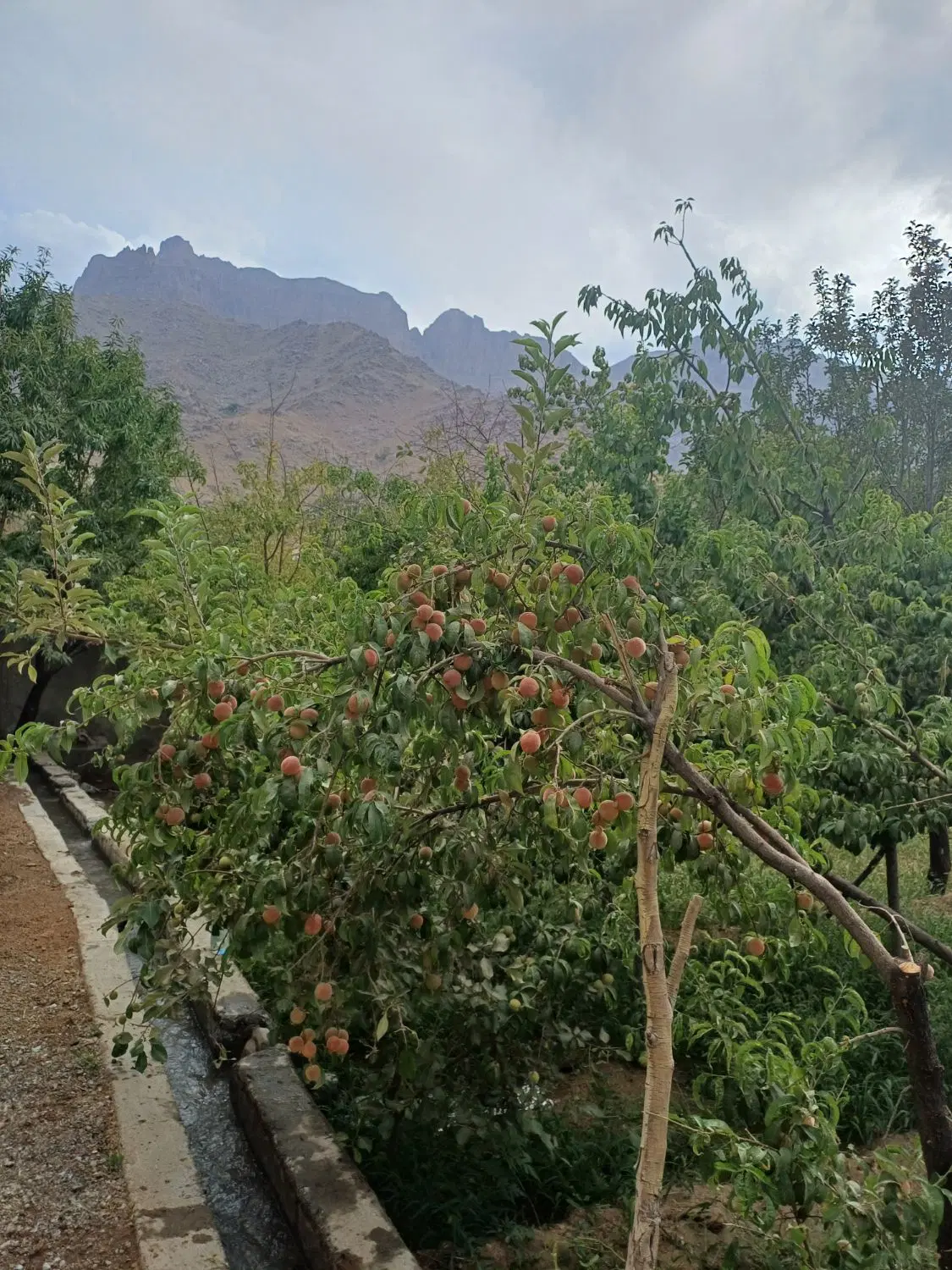 فروش زمین مسکونی باغی
