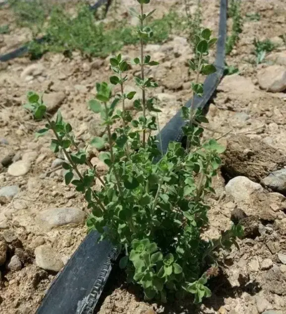 باغ۱۰۰۰متری صحنه