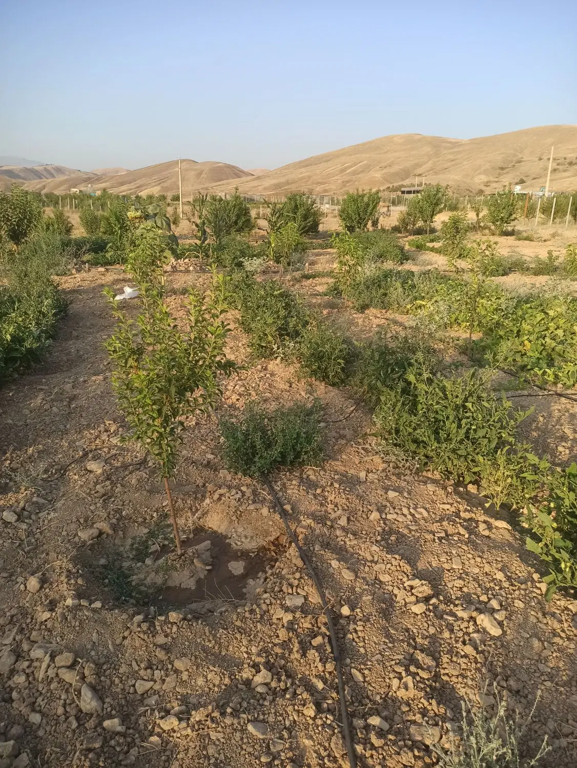 ۹۷۶متر زمین کشاورزی