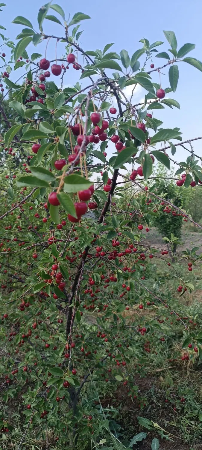 فروش باغچه الوان