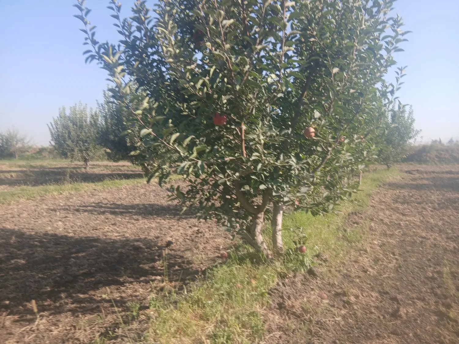 باغ سیب 3 هتکار اجاره