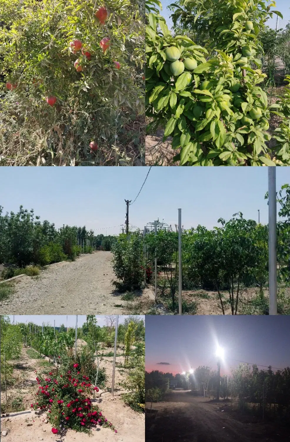 باغچه