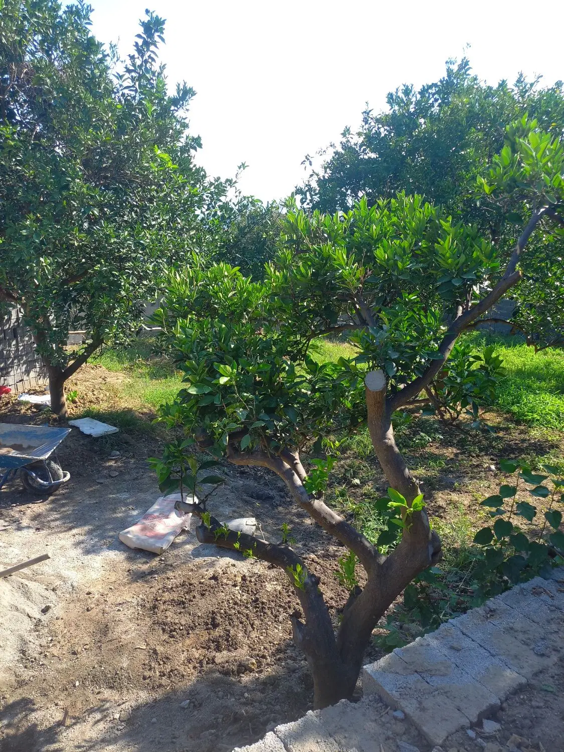 فروش زمین باغی