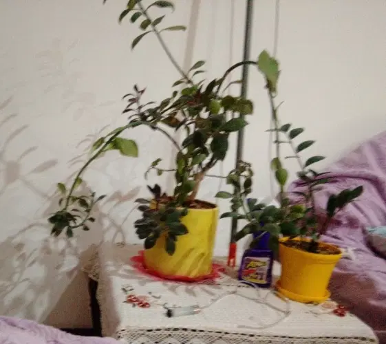 اجاره 3خوابه