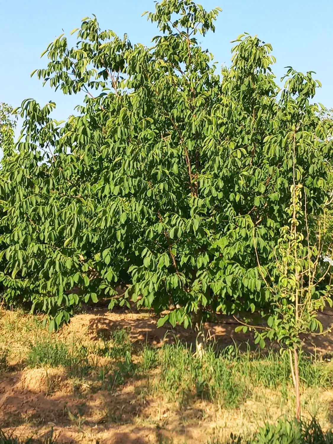 باغ دارای درختان گردو
