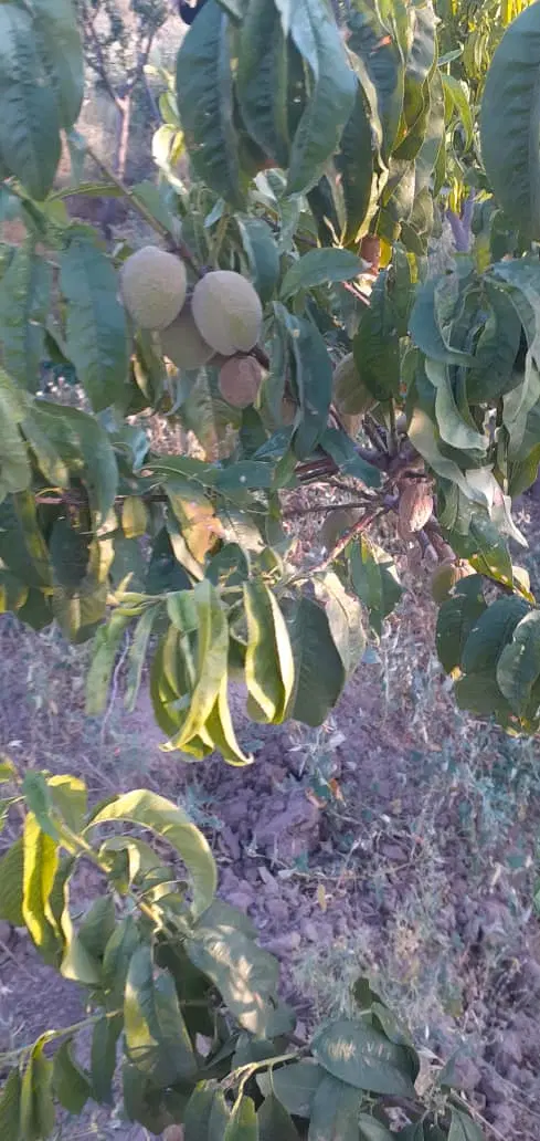 باغچه ۵۰۰مترپیشک