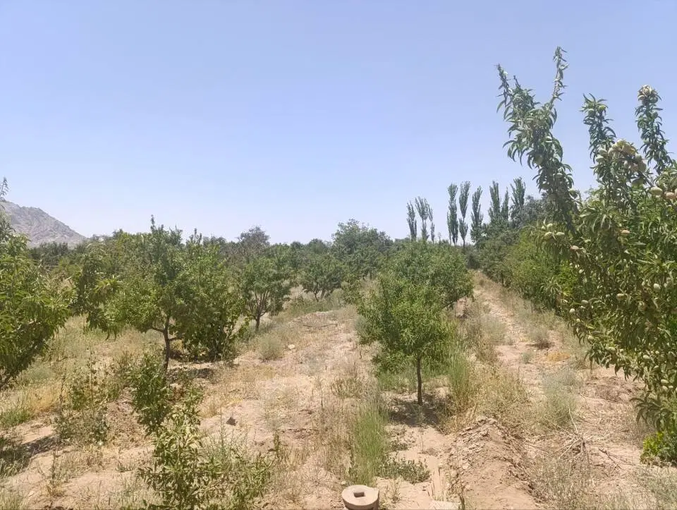 فروش زمین سرو ارنان