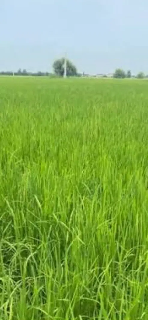 زمین کشاورزی