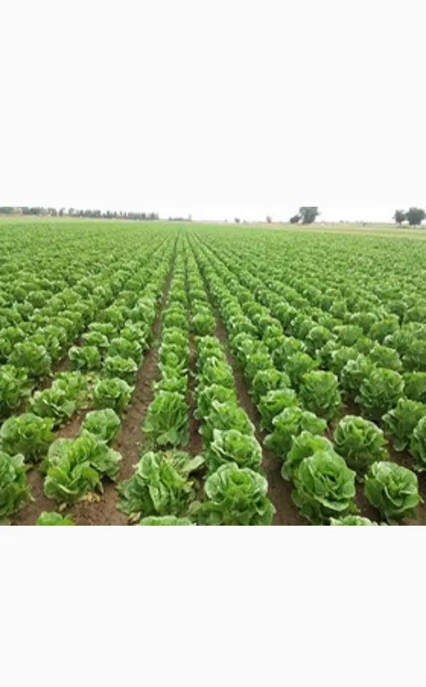 زمین کشاورزی
