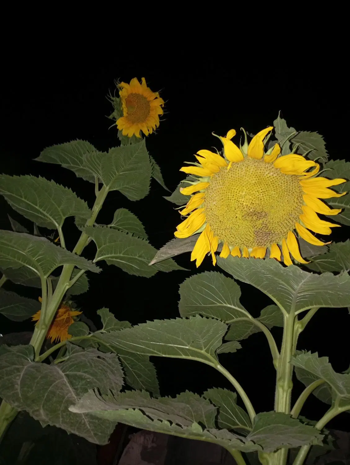 زمین باغچه کوچه مروارید نزدیک جاده