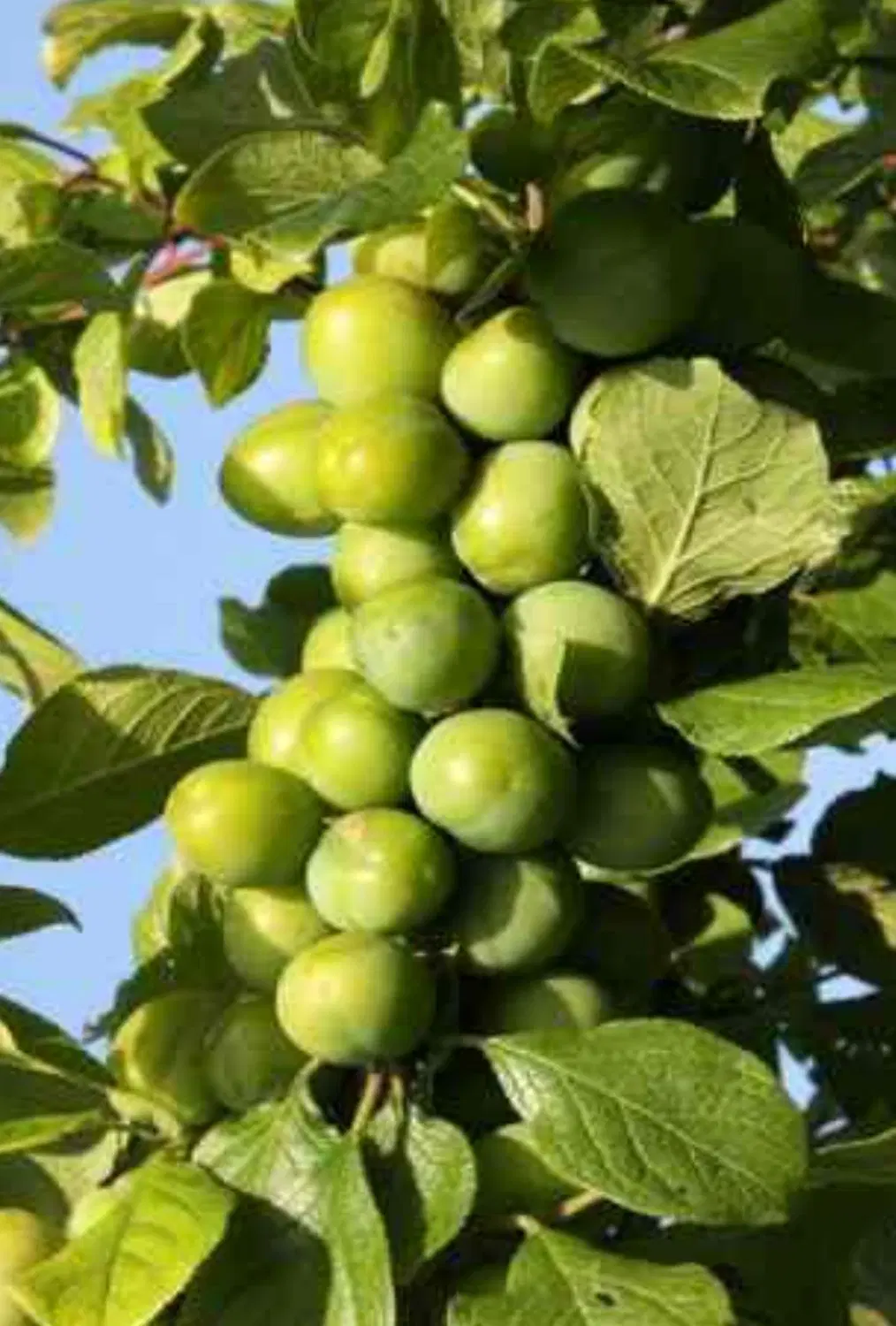 باغ فروشی