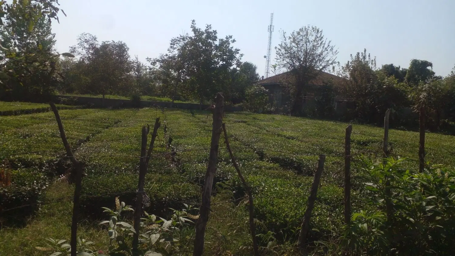 باغ چایی مسکونی