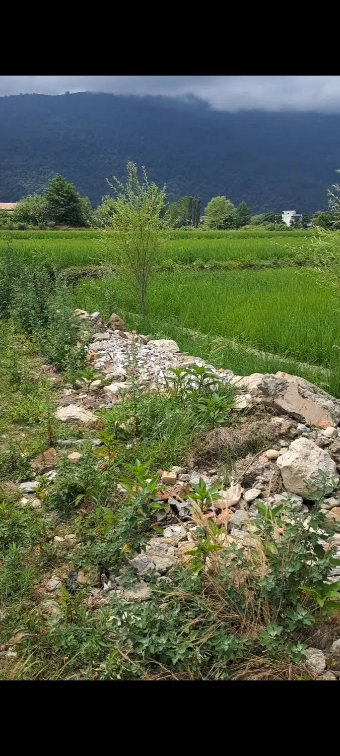 ۲۶۵ متر ، هچیرود