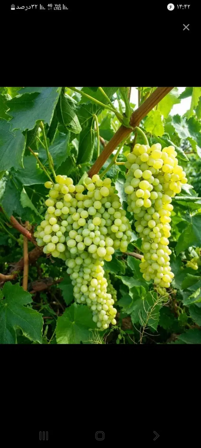 باغ انگور به متراژ ۱۲۰۰متر در روستای می آباد