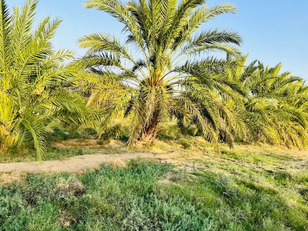فروش ۹ساعت اب و دو هکتارو  زمین با ۴۰تا درخت ربی