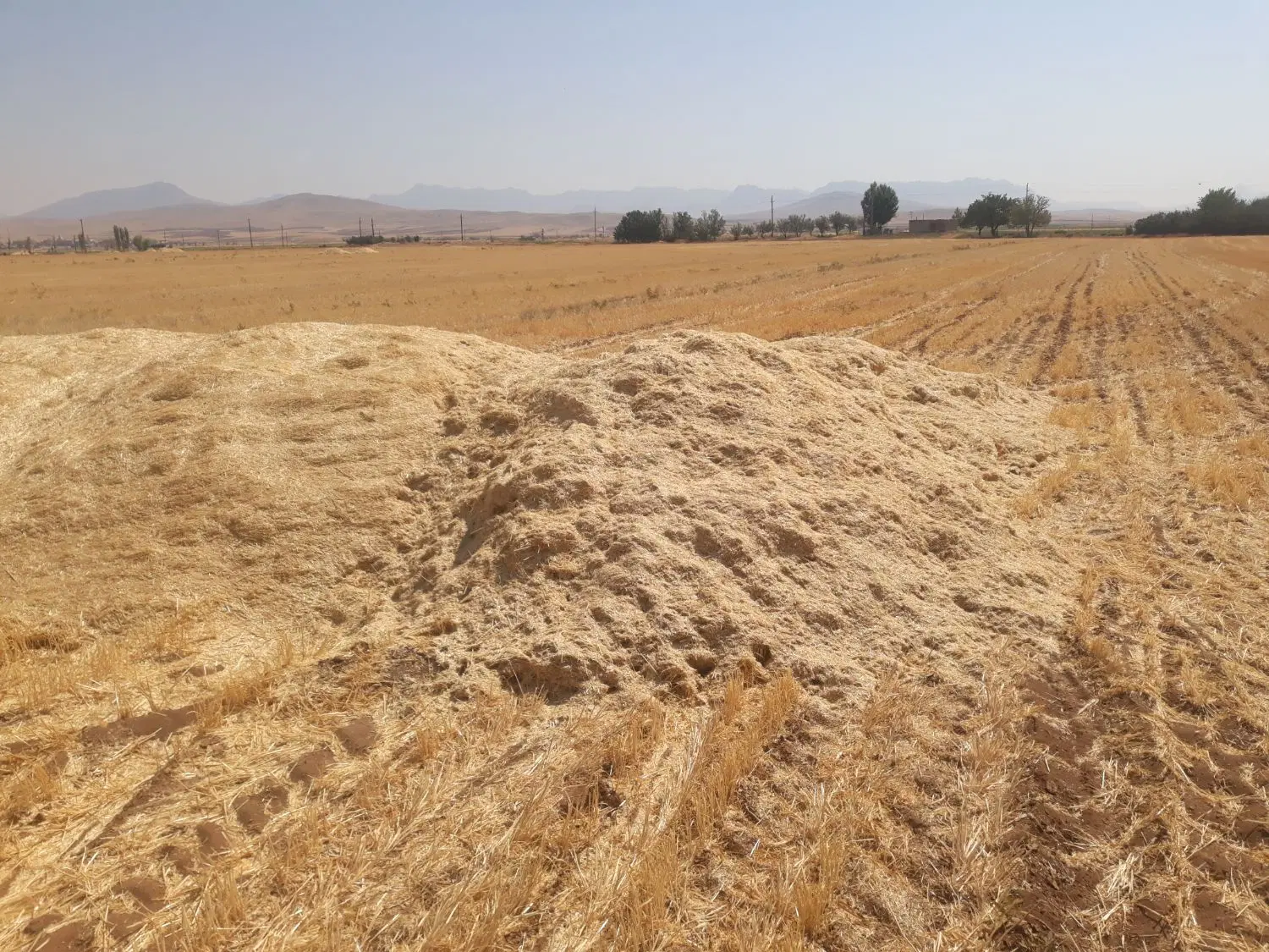 اجاره زمین کشاورزی دیم