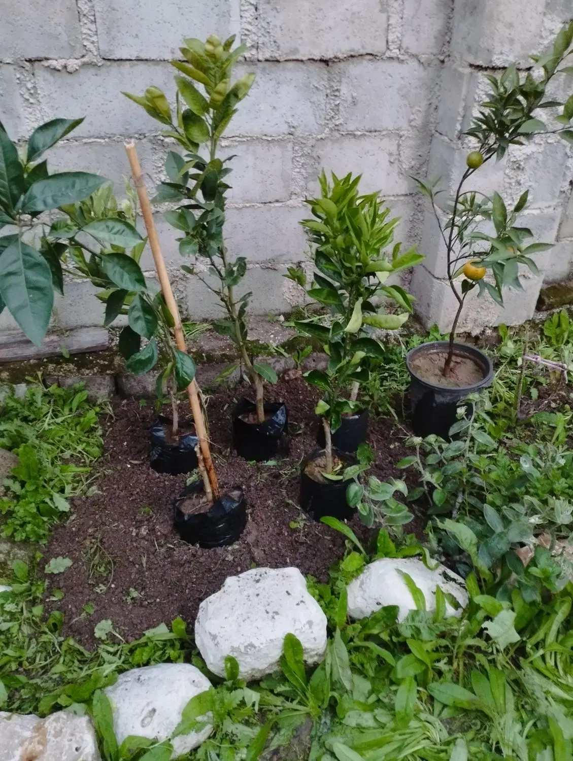 فروش زمین ـباغ