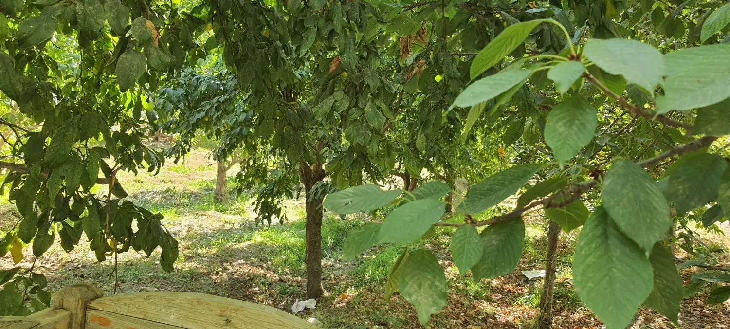 کردان ۴۸۰۰ متر باغ سند تک برگ