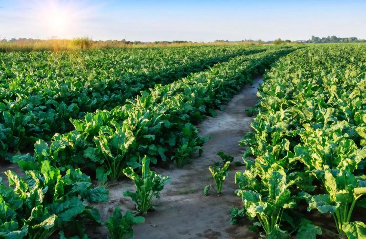 زمین اجاره ای
