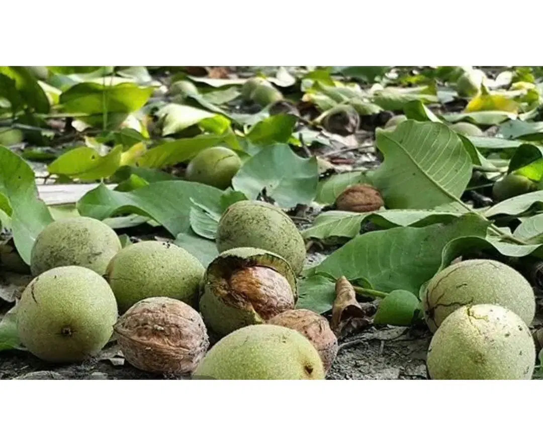 باغ گردو ۶۰۰ متری سند تک‌برگ