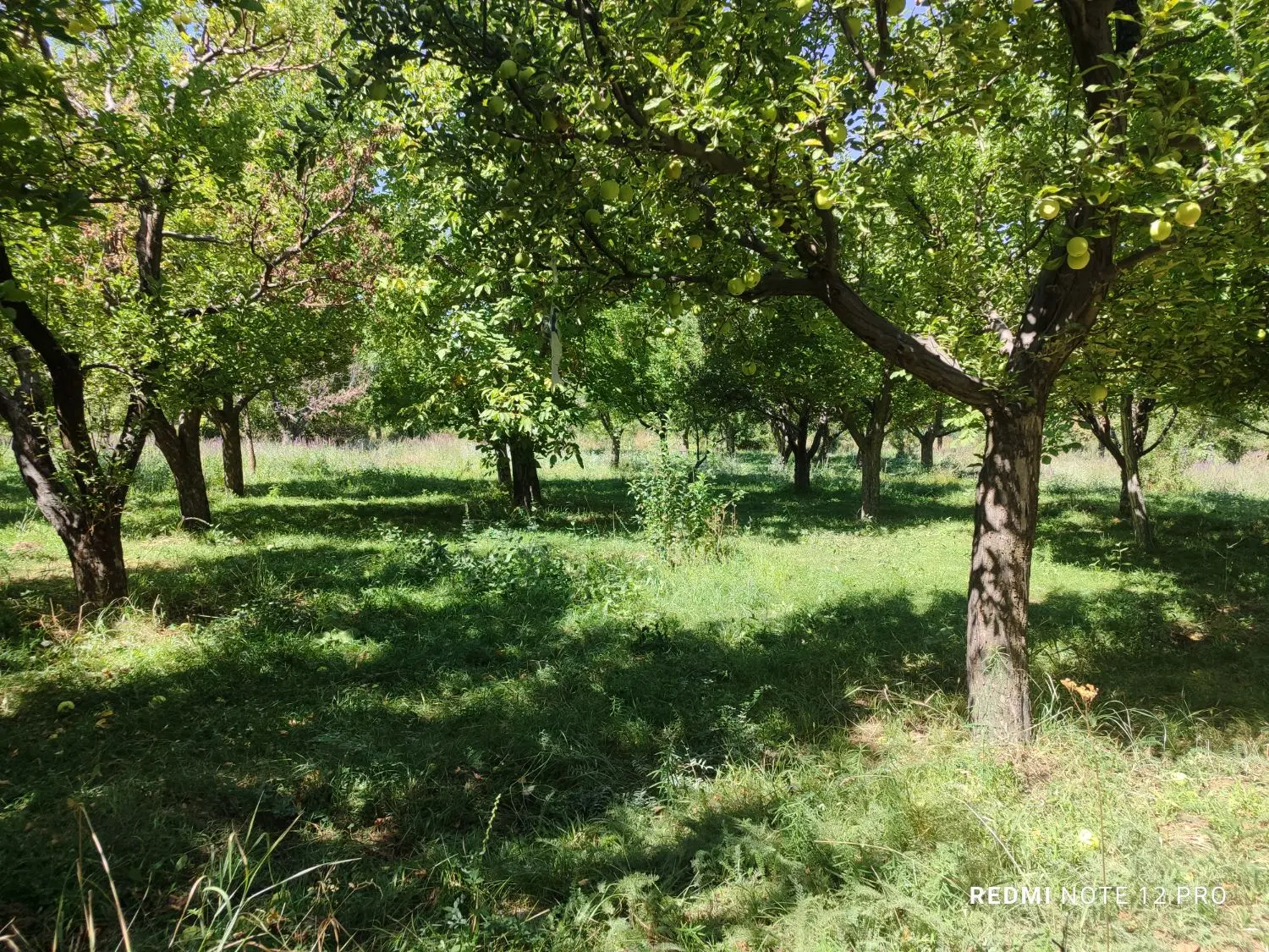 باغ میوه
