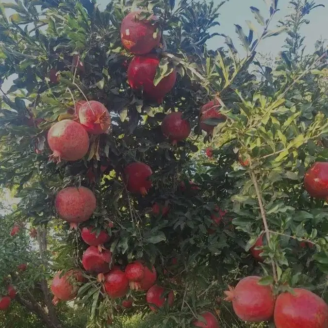 باغ انار ،باغ ویلا ،باغچه