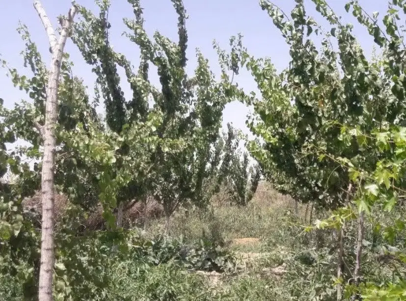 باغ کاشانک