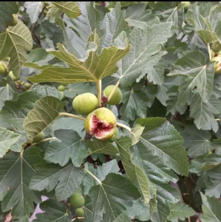 فروش باغ انجیر در کوه دوان